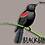 Blackbird