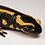 Salamandra