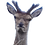 The_Pook